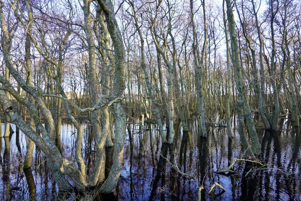 A flooded deciduous forest in the mid dunes area in the full winter sunshine with a low standing sun